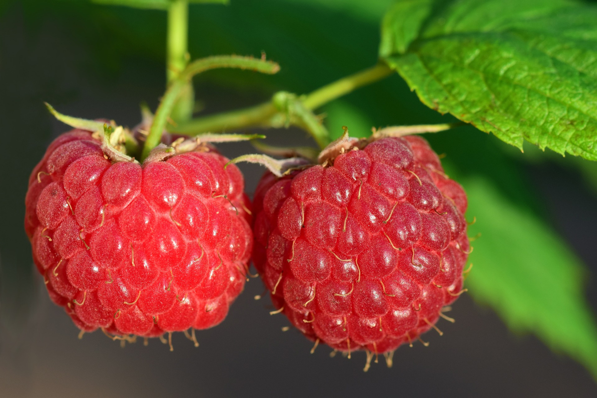 Himbeeren